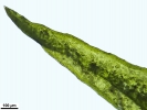 Didymodon nicholsonii