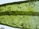 Didymodon nicholsonii