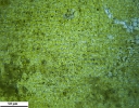 Didymodon nicholsonii