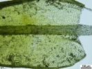 Didymodon nicholsonii