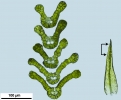 Didymodon nicholsonii