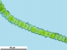 Didymodon nicholsonii