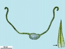 Didymodon nicholsonii