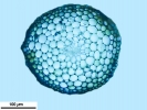 Didymodon nicholsonii