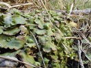 Reboulia hemisphaerica