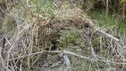 Reboulia hemisphaerica