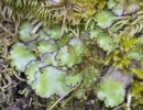 Reboulia hemisphaerica