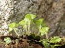 Reboulia hemisphaerica