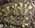 Mannia controversa