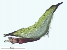 Mannia controversa