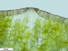 Mannia controversa