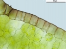 Mannia controversa