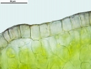 Mannia controversa