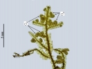 Porella platyphylla