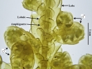 Porella platyphylla