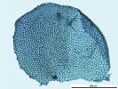 Porella platyphylla