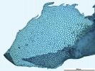 Porella platyphylla