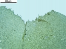 Porella platyphylla