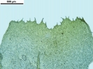 Porella platyphylla