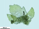 Porella platyphylla