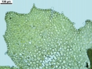Porella platyphylla