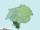 Porella platyphylla