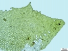 Porella platyphylla
