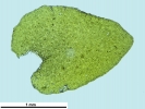 Porella platyphylla