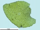 Porella platyphylla