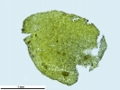 Porella platyphylla