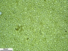 Porella platyphylla