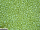 Porella platyphylla