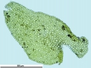 Porella platyphylla