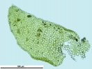 Porella platyphylla