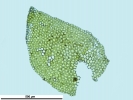 Porella platyphylla