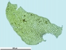 Porella platyphylla