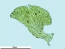 Porella platyphylla
