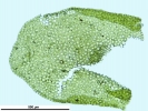 Porella platyphylla