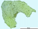 Porella platyphylla
