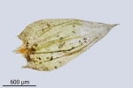 Brachythecium campestre