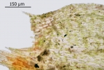 Brachythecium campestre