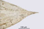 Brachythecium campestre