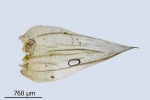 Brachythecium campestre