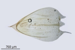 Brachythecium campestre