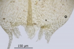 Brachythecium campestre