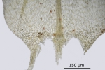 Brachythecium campestre