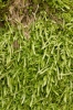 Plagiothecium undulatum