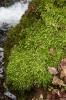 Plagiothecium undulatum