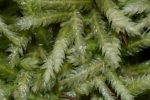 Plagiothecium undulatum