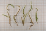 Plagiothecium undulatum